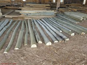 photo of aspen poles in yard